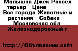 Малышка Джек Рассел терьер › Цена ­ 40 000 - Все города Животные и растения » Собаки   . Московская обл.,Железнодорожный г.